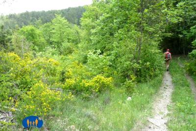 Le sentier pénètre dans l'ombre épaisse des sous-bois.