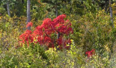 Cotinus éclatant de rouge.