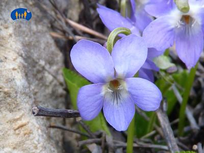 Violette des montagnes.