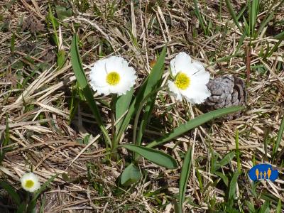 Renoncule des Pyrénées.