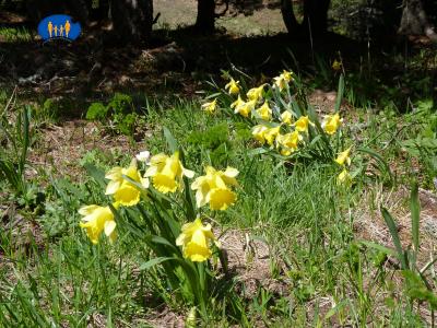 Belles jonquilles.