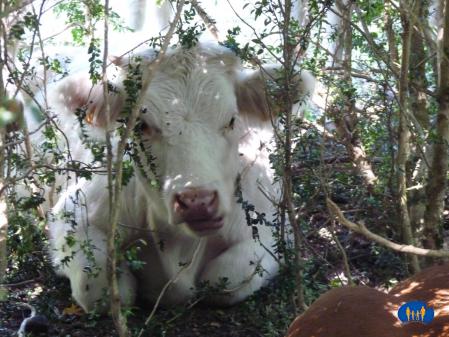 Troupeau de belles vaches blanches.