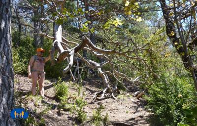 Encombrement du sentier.