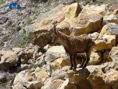 Bouquetin 448a