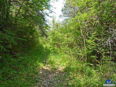 Le sentier en sous-bois 50470a