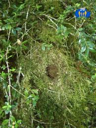 La Bourdiole - Nid accroché à une branche de buis.