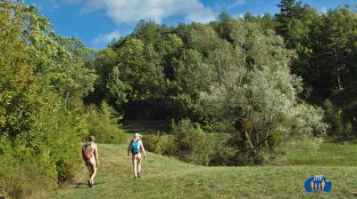 Un saule au milieu de la clairière.
