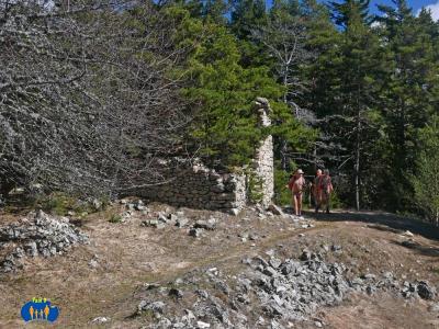 Cette ruine est maintenant habitée par un énorme pin !