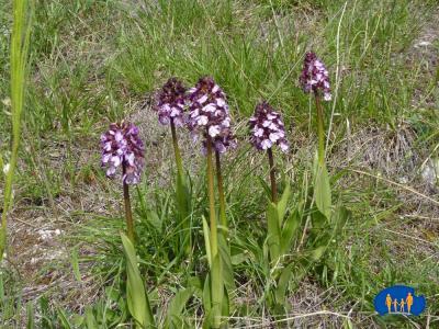 Belles orchis pourpre.