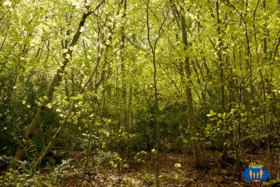 Salles-Beaumont 777 - Sous-bois de feuillus