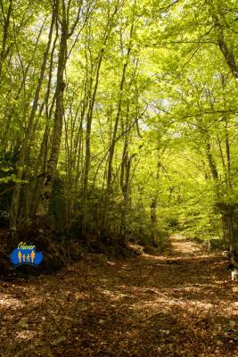 Salles-Beaumont 780 - Sentier sous couvert de feuillus