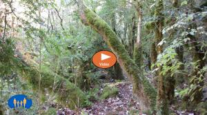 Video bramevache